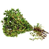 Thyme