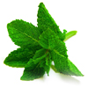 Peppermint or Spearmint