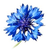 Blueflower