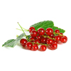 Redcurrant