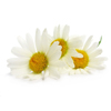 Camomile