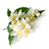 Jasmine Flower