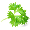 Parsley