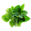 Lemon Balm