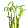 Pędy lub Liście Bambusa